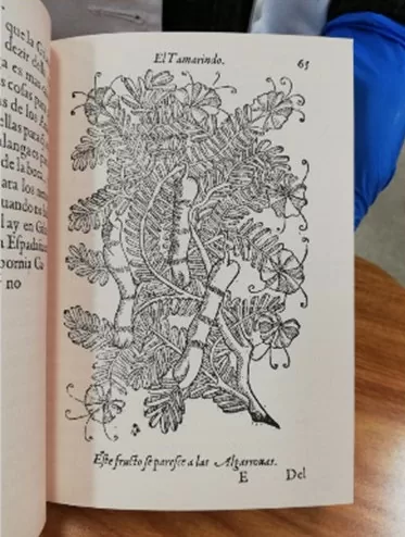 Tractado de las drogas y medicina de las Indias Orientales. Planta de tamarindo