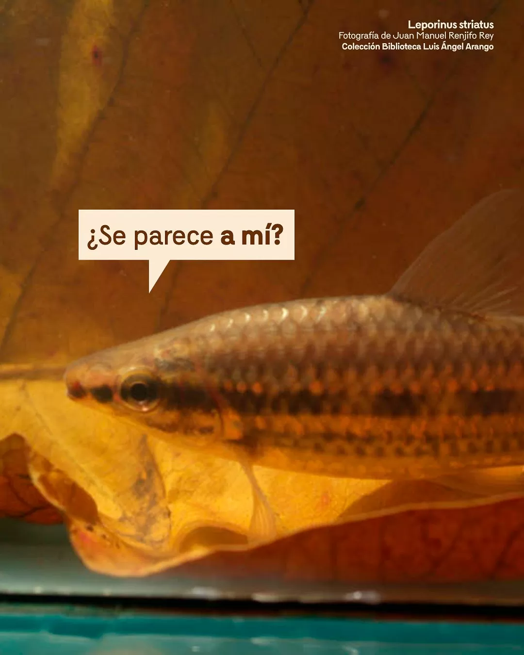 Leporinus striatus