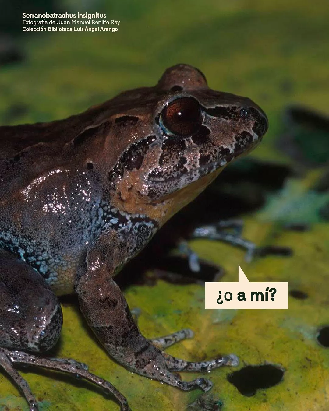 Serranobatrachus insignitus