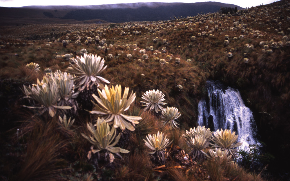 Quebrada cortaderal, Nariño. Banco de Imágenes Ambientales (BIA), Instituto Alexander von Humboldt.
