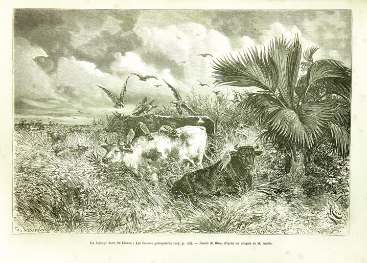 Un herbage dans les Llanos: les faucons garrapatéros, (Un pastizal en los Llanos: Los Halcones garrapateros), 1869