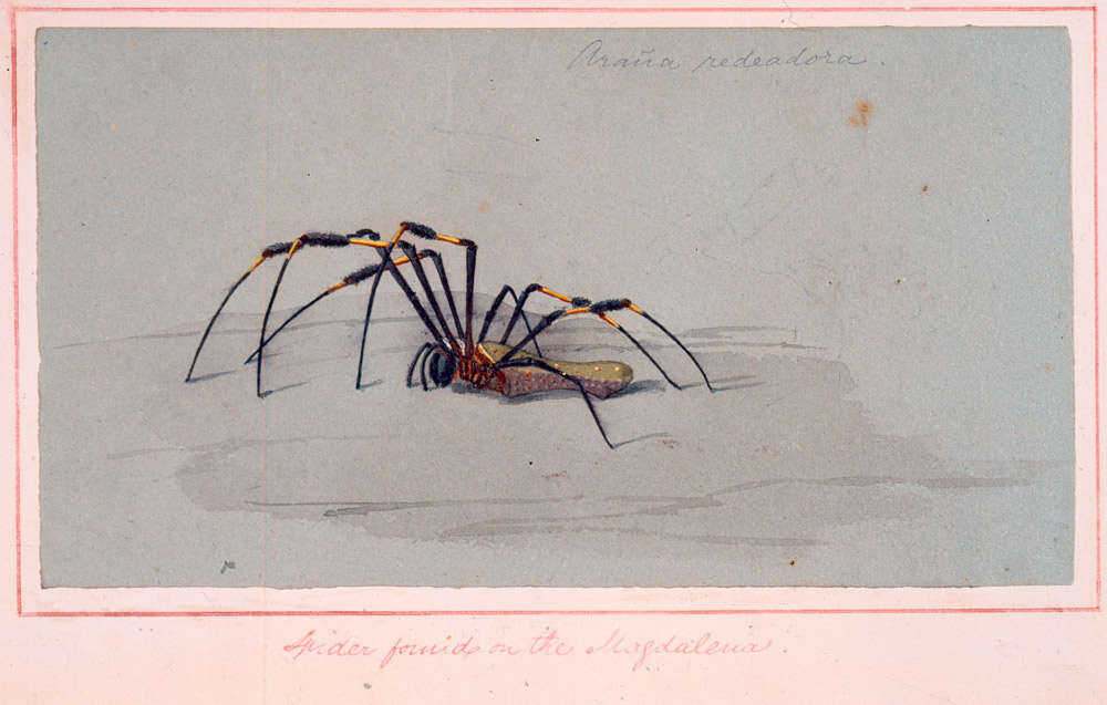 Araña del Magdalena Obra de Edward Walhouse Mark. 1843 -   Acuarela sobre papel, 9,3 x 17,3 cm