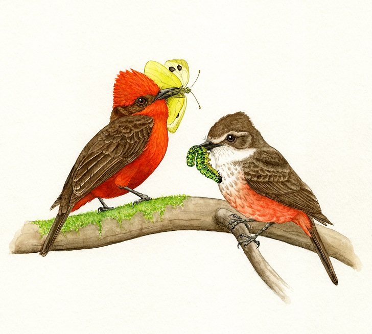 Pareja de petirrojos (Pyrocephalus rubinus), una de las muchas especies de los depredadores de las mariposas. Catalina Londoño Carder. Acuarela sobre papel - 38,1 x 27,9 cm.