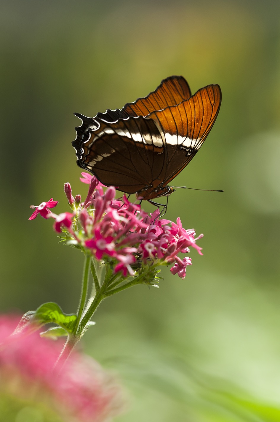 Plantas para atraer mariposas a su jardín | La Red Cultural del Banco de la  República