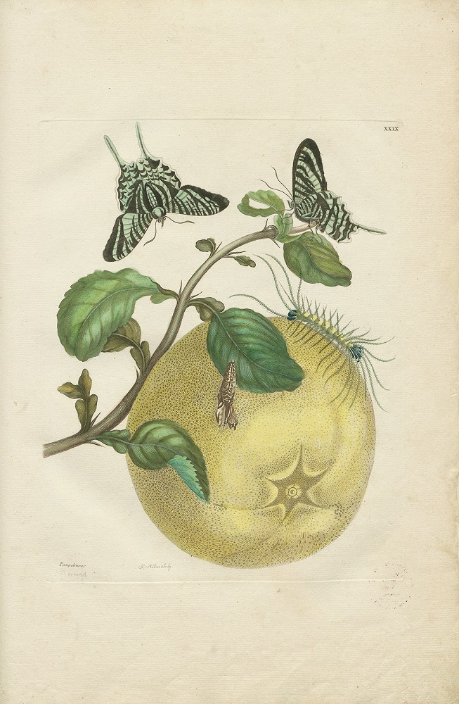 Recueil des plantes des Indes. París, Chez Defnos Libraire, 1768. Biblioteca Nacional de Colombia
