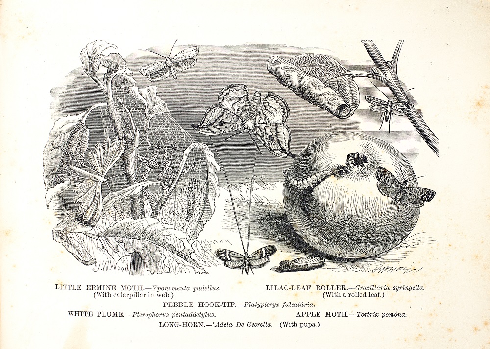 The Illustrated Natural History. Vol.3. Londres y Nueva York, Routledge y Warne, 1863. 
