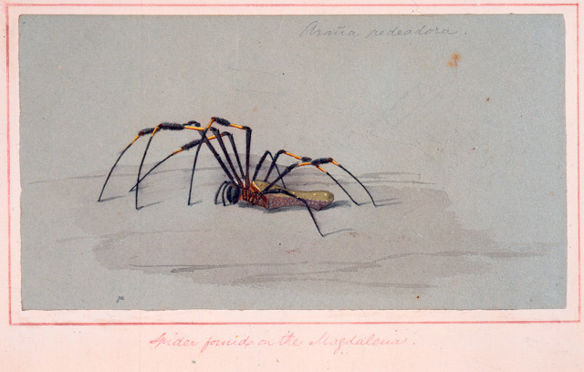 Araña del Magdalena Obra de Edward Walhouse Mark. 1843 -   Acuarela sobre papel, 9,3 x 17,3 cm