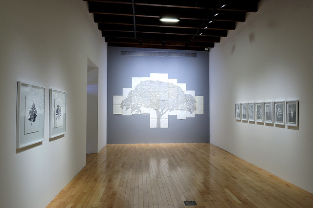 Johanna Calle Silentes