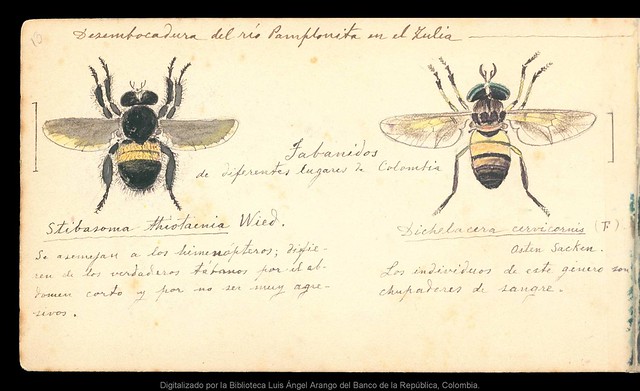 libretas de dibujos: reencuentros de memoria gráfica