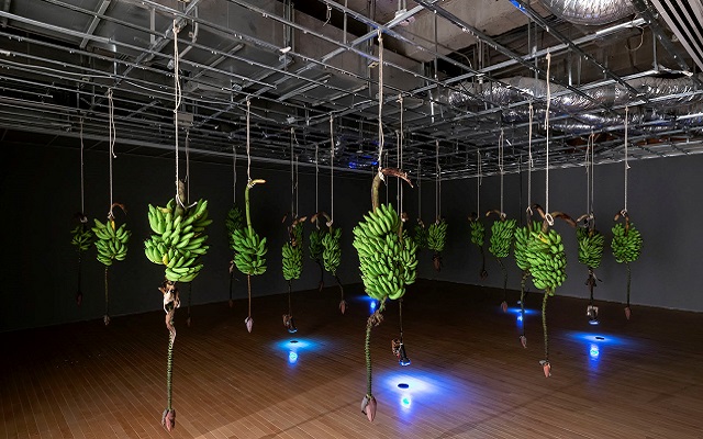 José Alejandro Restrepo Musa. Paradisíaca 1996 - Racimos de banano con flor, monitores, video AP4865 / Fecha de ingreso a la Colección diciembre de 2009