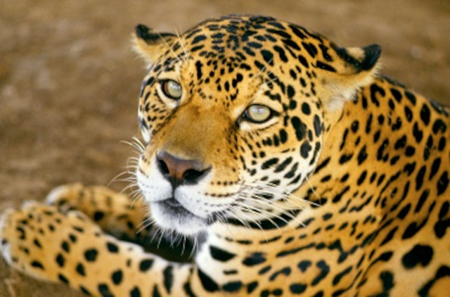 Sin titulo Obra de Fernando Urbina, Museo etnográfico