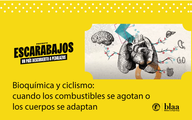 Bioquimica y ciclismo