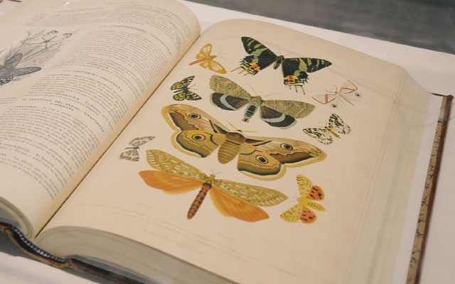 Exposición Un mundo de mariposas en la Biblioteca Luis Ángel Arango.