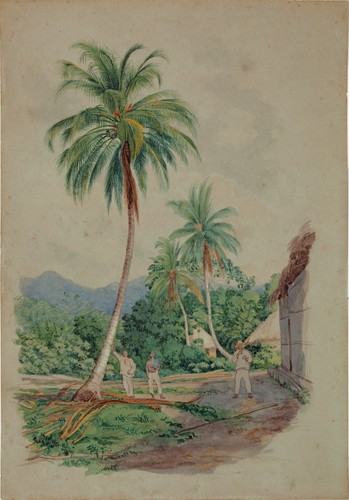Phytelephas macrocarpa. Vegetables ivory La Red Cultural del Banco de