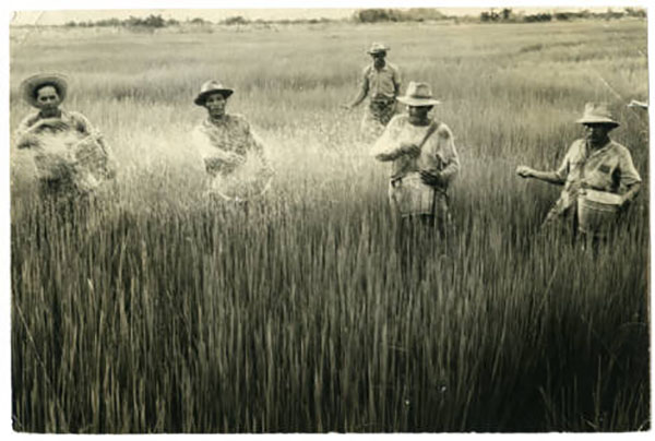 Cultivo de arroz en Santander. Fotografía de Egar Mercados. Archivo Acción Cultural Popular - Radio Sutatenza