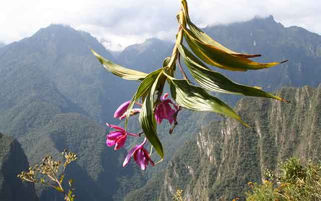 Flor y andes peruanos