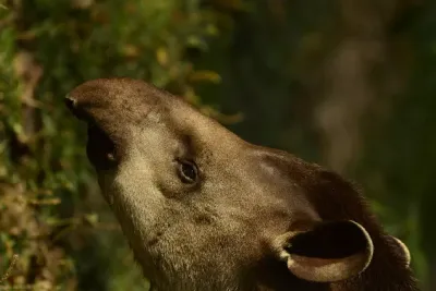 Bestiario amazónico