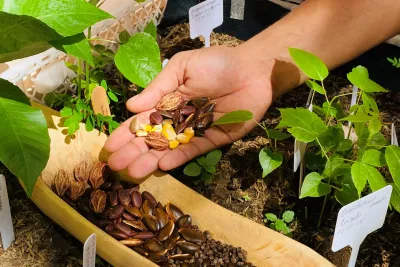 Iniciativas para el cuidado de semillas y cultivos en Colombia