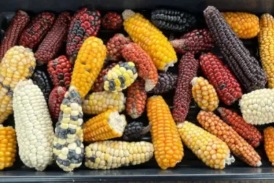 Semillas, memorias que llevan vida. El maíz: de la semilla al plato