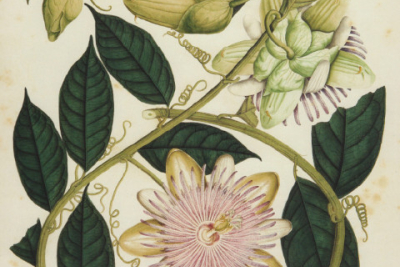 Pintura botánica de especies del BST
