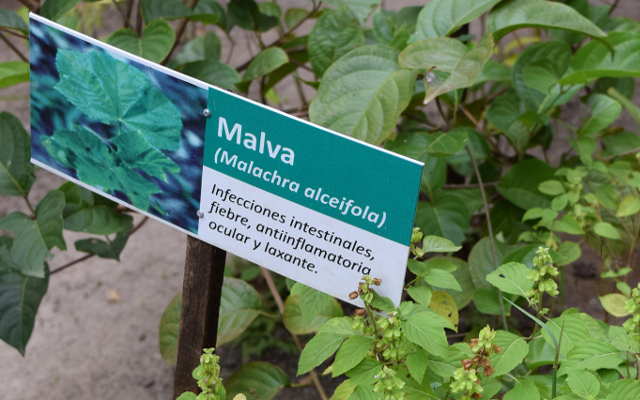 Biblioteca de Leticia huerta de plantas medicinales malva